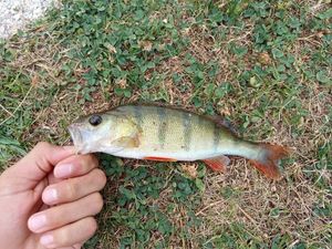 European Perch