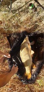 Common Carp