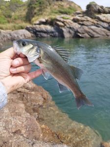 European Bass (Seabass)