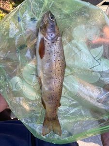 Brown Trout