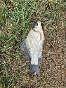 Crucian Carp