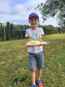 Largemouth Bass
