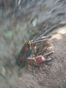 Noble Crayfish