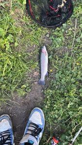 Rainbow Trout