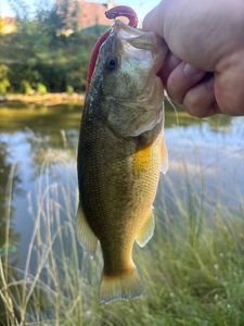 Largemouth Bass