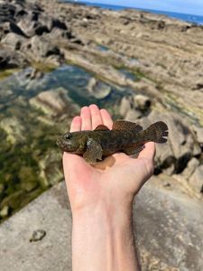 Giant Goby