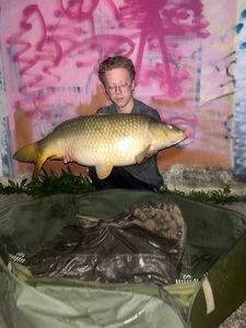 Common Carp