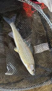 Grayling