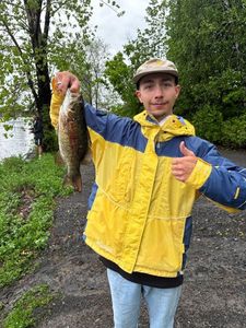 Smallmouth Bass