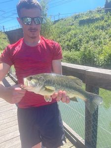Largemouth Bass