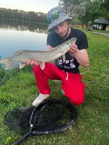 Northern Pike