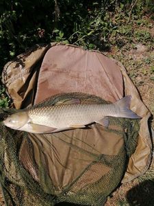 Grass Carp