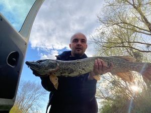 Northern Pike