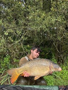 Common Carp