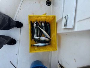 Mackerel
