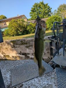 Largemouth Bass