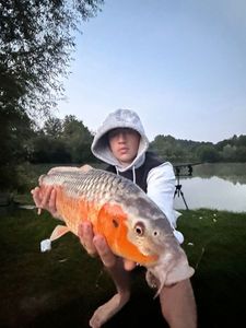 Koï Fish