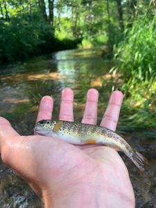 Brown Trout