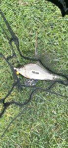 Crucian Carp