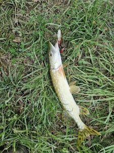 Northern Pike