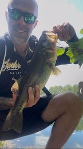 Largemouth Bass