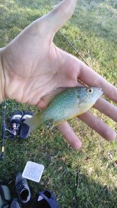 Green Sunfish