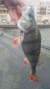 European Perch