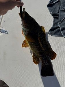 Ballan Wrasse