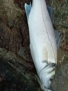 European Bass (Seabass)