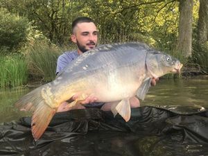 Mirror Carp
