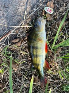 European Perch