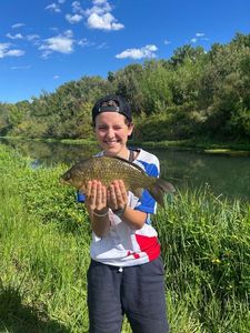 Crucian Carp