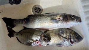 White Seabream