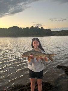 Silver Redhorse