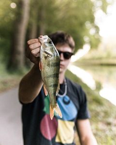 European Perch