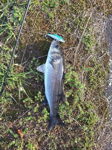 European Bass (Seabass)