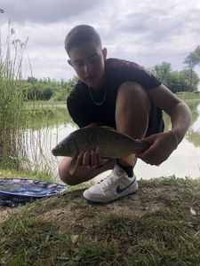 Common Carp