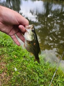 Largemouth Bass