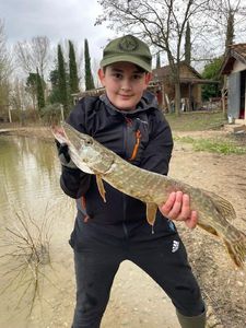 Northern Pike