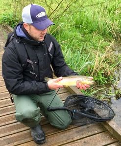 Brown Trout