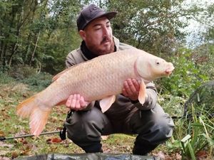 Common Carp