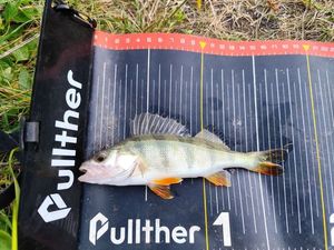 European Perch