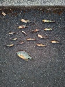 Black Bullhead