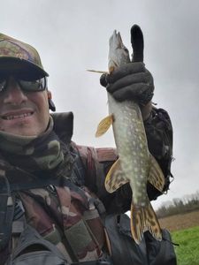 Northern Pike