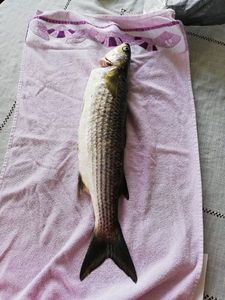 Thicklip Grey Mullet