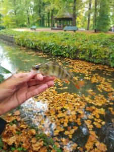 European Perch