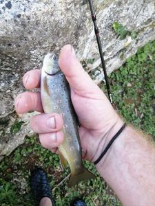 Brown Trout