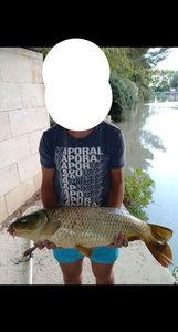 Common Carp