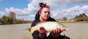Common Carp