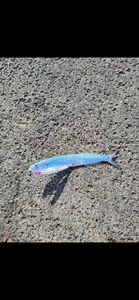 Largehead Hairtail